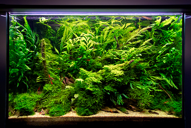 acquario di Alessandro Di Stefano acquario di Alessandro Di Stefano