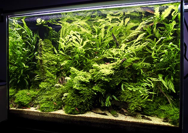 acquario di Alessandro Di Stefano acquario di Alessandro Di Stefano