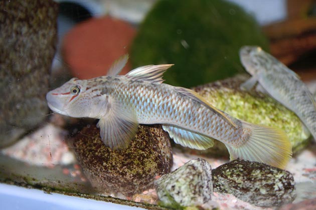 gobidi nell'acquario