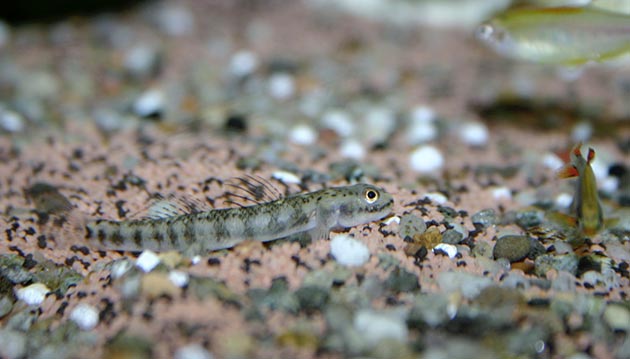 gobidi nell'acquario