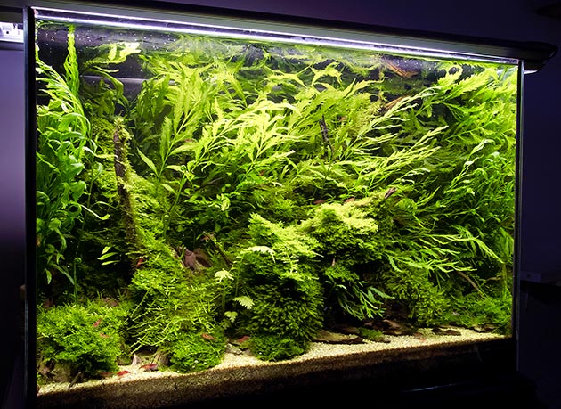 acquario di Alessandro Di Stefano acquario di Alessandro Di Stefano