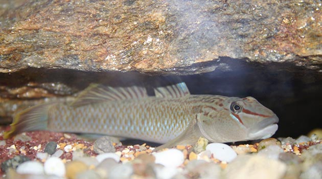 gobidi nell'acquario