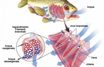 Anatomia di un pesce