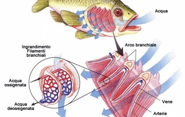 Anatomia di un pesce