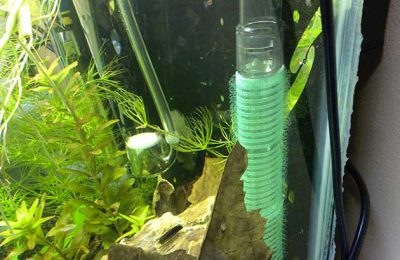 Bigodino salva Caridine