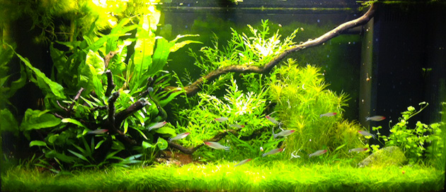 acquario di Daniele Cogo acquario di Daniele Cogo