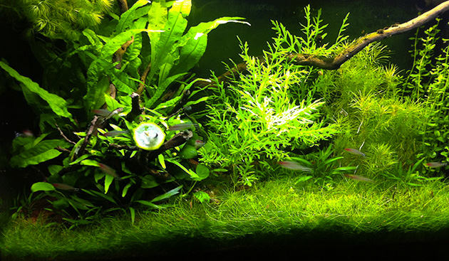 acquario di Daniele Cogo acquario di Daniele Cogo