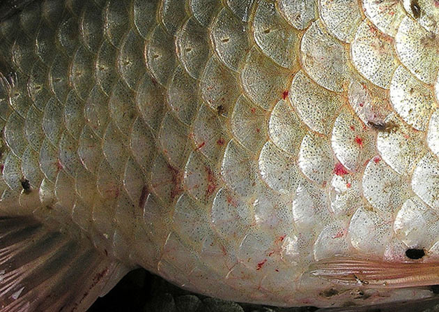 Malattie dei pesci in acquario