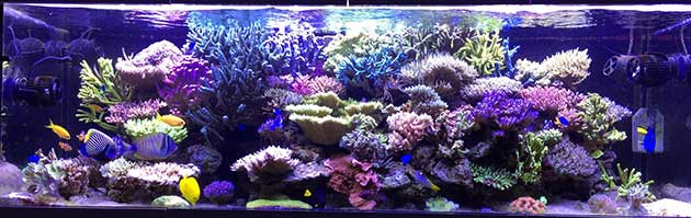 acquario di Paolo Vagnini acquario di Paolo Vagnini