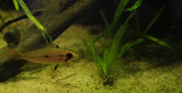 Apistogramma agassizii