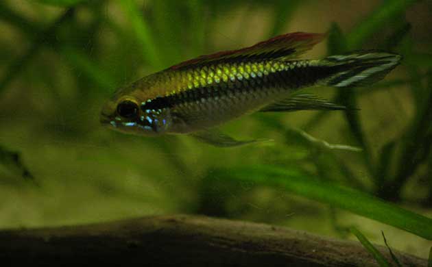 Apistogramma agassizii