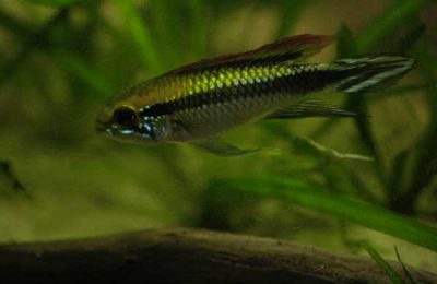 Apistogramma agassizii