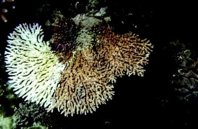 Acropora white syndrome