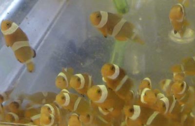 riproduzione ocellaris