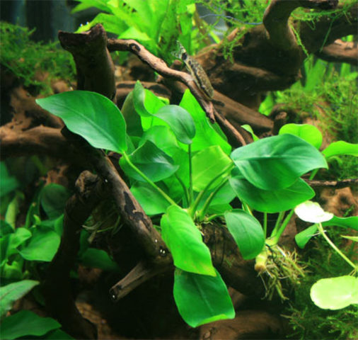 Anubias barteri by Marco Erreni