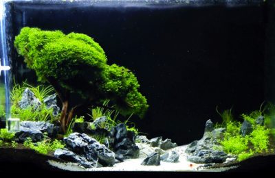 Bonsai in Acquario