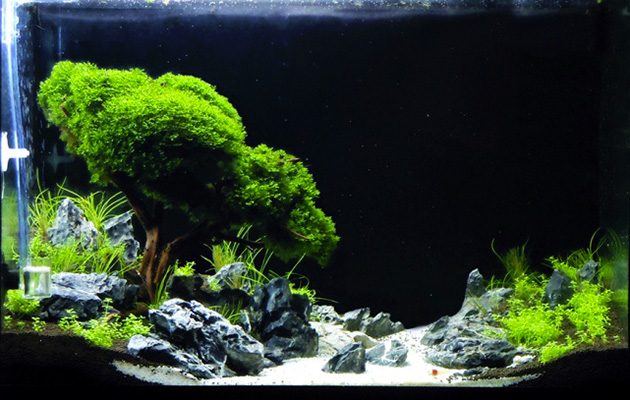 Bonsai in Acquario