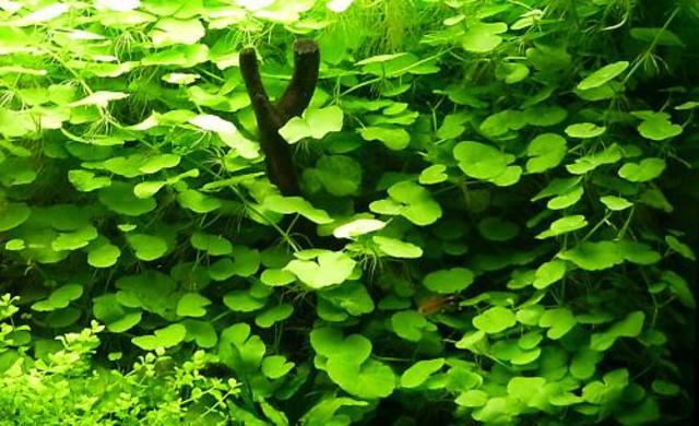 Hydrocotyle leucocephala by faby