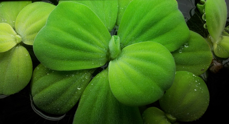 Pistia stratiotes by Johnny Brillo