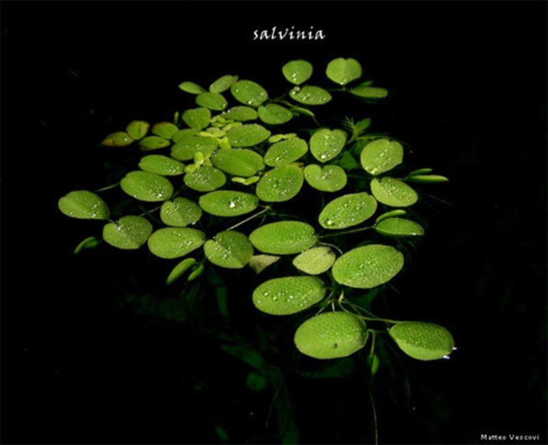 Salvinia natans by Matteo Vescovi