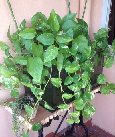 Scindapsus aureus (Pothos aureus) by Jessyka