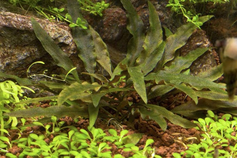 Cryptocoryne walkeri by Entropy