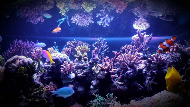 acquario di luca corcetti