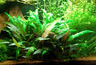 Cryptocoryne wendtii by daniele.cogo