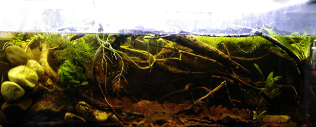 acquario di Massimo Rovatti acquario di Massimo Rovatti