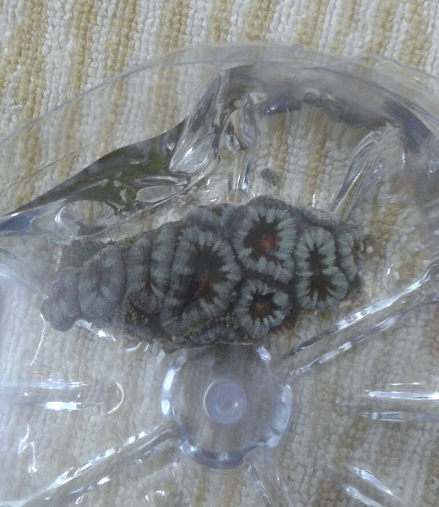 taleazione acanthastrea lord