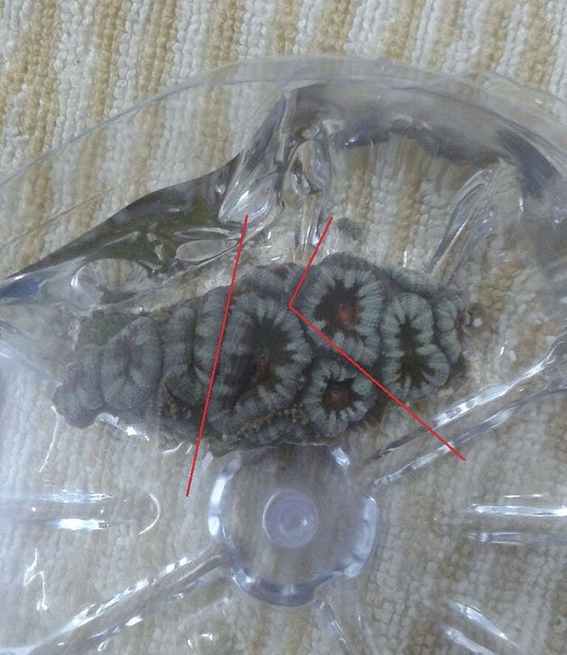 taleazione acanthastrea lord