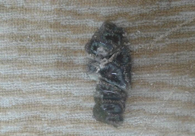 taleazione acanthastrea lord