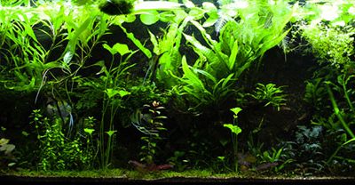 acquario di Galeazzi Dennis