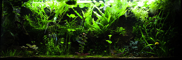 acquario di Galeazzi Dennis