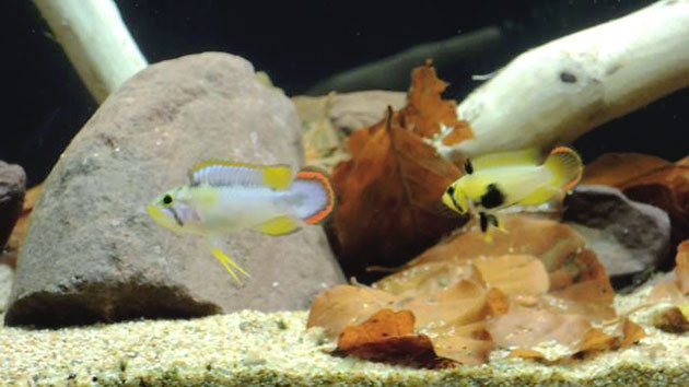Allevamento Apistogramma Panduro