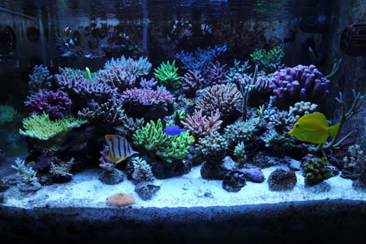 acquario di Alessio Ciachettini acquario di Alessio Ciachettini