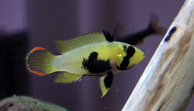 Allevamento Apistogramma Panduro