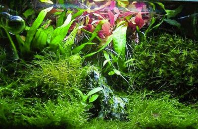 acquario di Dylan Pistorino