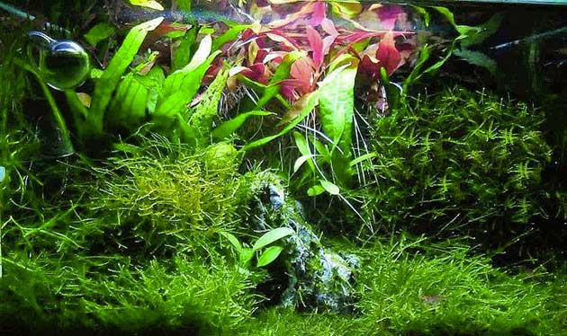 acquario di Dylan Pistorino