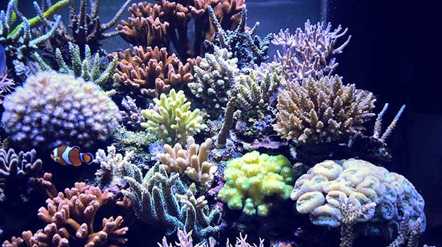 acquario di Matteo Carpani acquario di Matteo Carpani