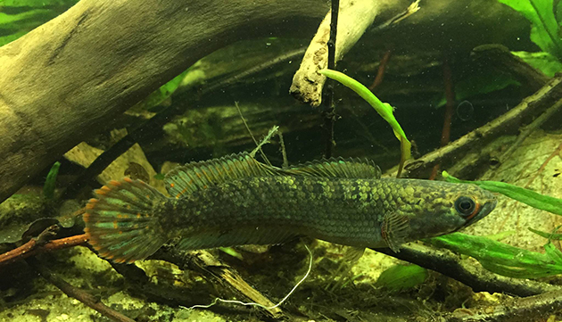 acquario di Massimo Tavazzi