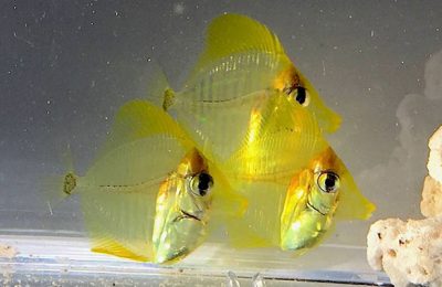 riproduzione zebrasoma flavescens