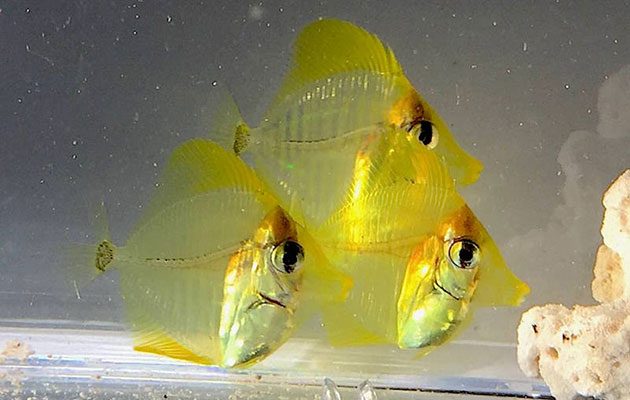 riproduzione zebrasoma flavescens