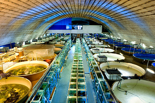 Tuscia Fish Trading