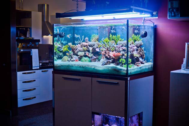 acquario di Jonathan Russo acquario di Jonathan Russo