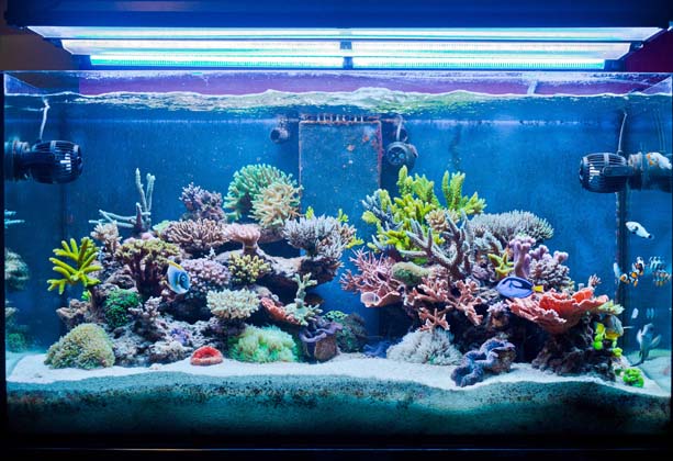 acquario di Jonathan Russo acquario di Jonathan Russo