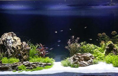 acquario di lino leobono