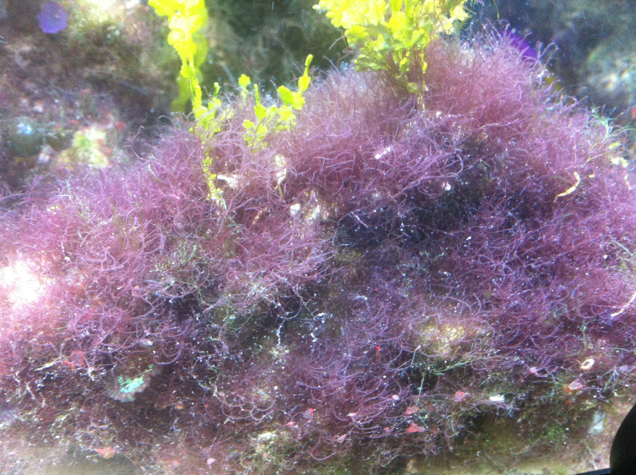 alghe infestanti
