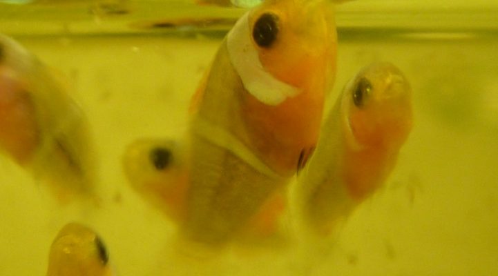 Riproduzione pesci Pagliaccio