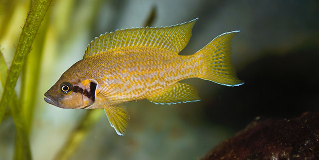 Neolamprologus helianthus